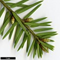 SpeciesSub: var. wilsoniana